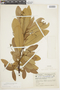 Persea chrysophylla image