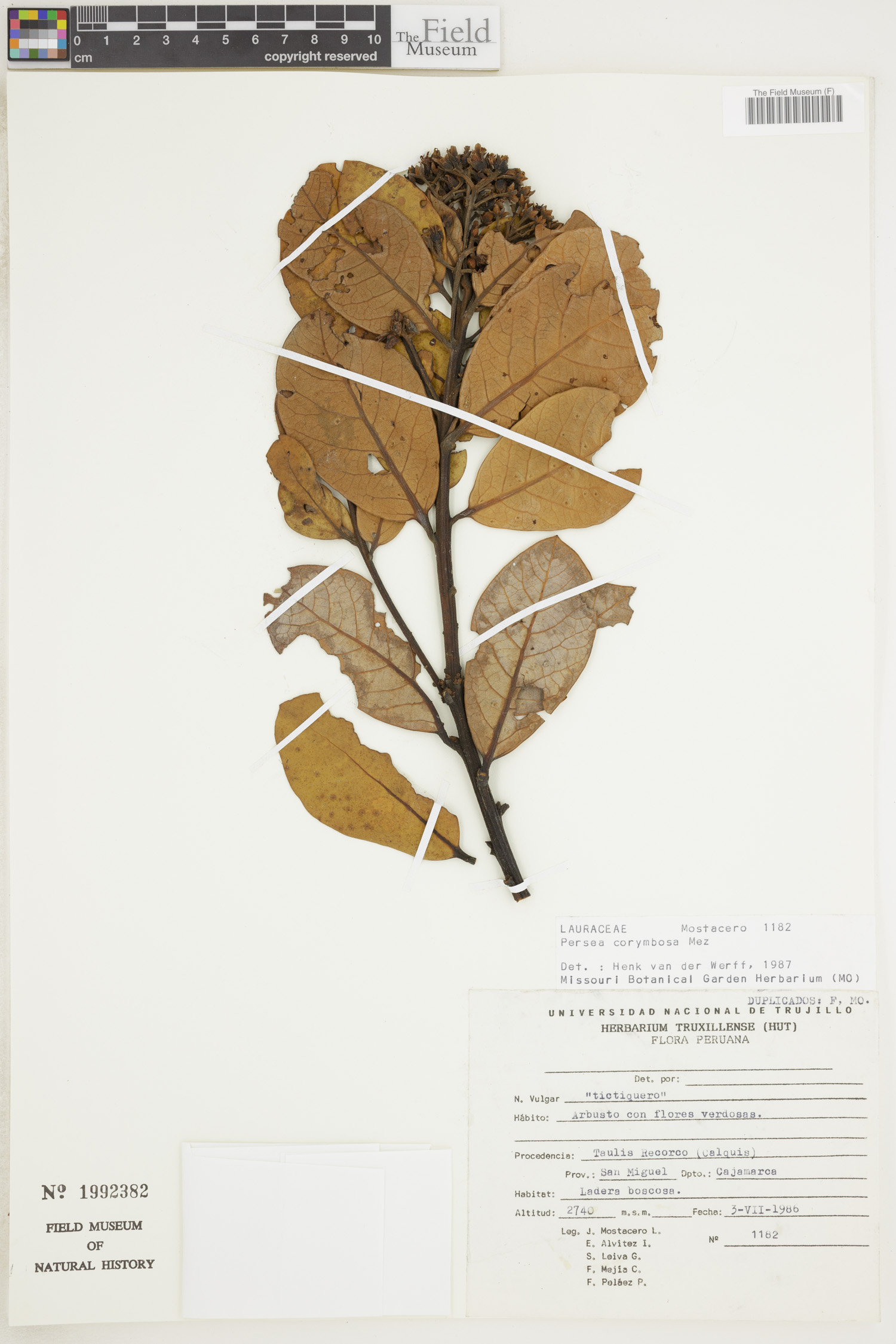 Persea corymbosa image