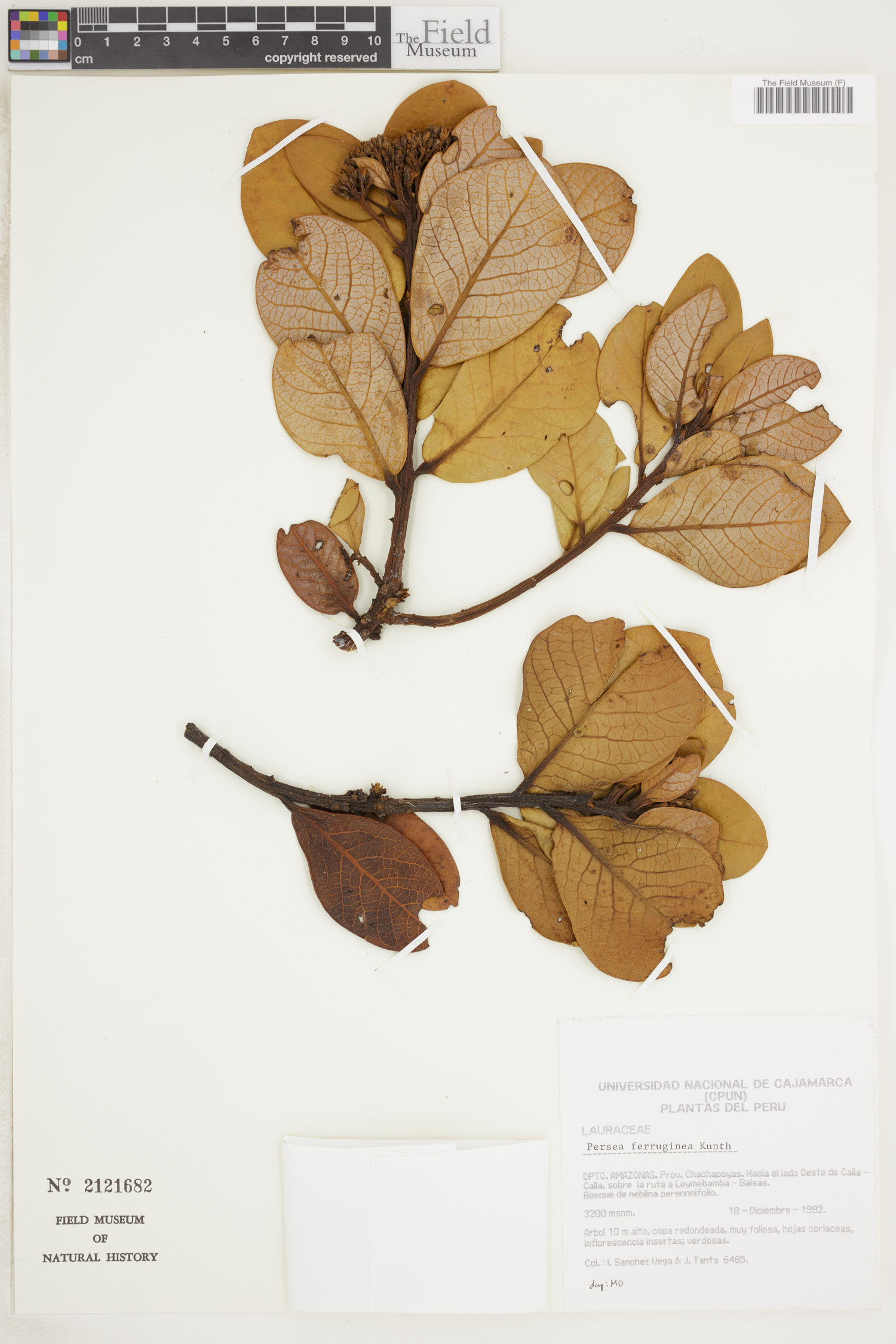 Persea ferruginea image
