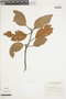 Persea hexanthera image