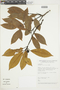 Persea pyrifolia image