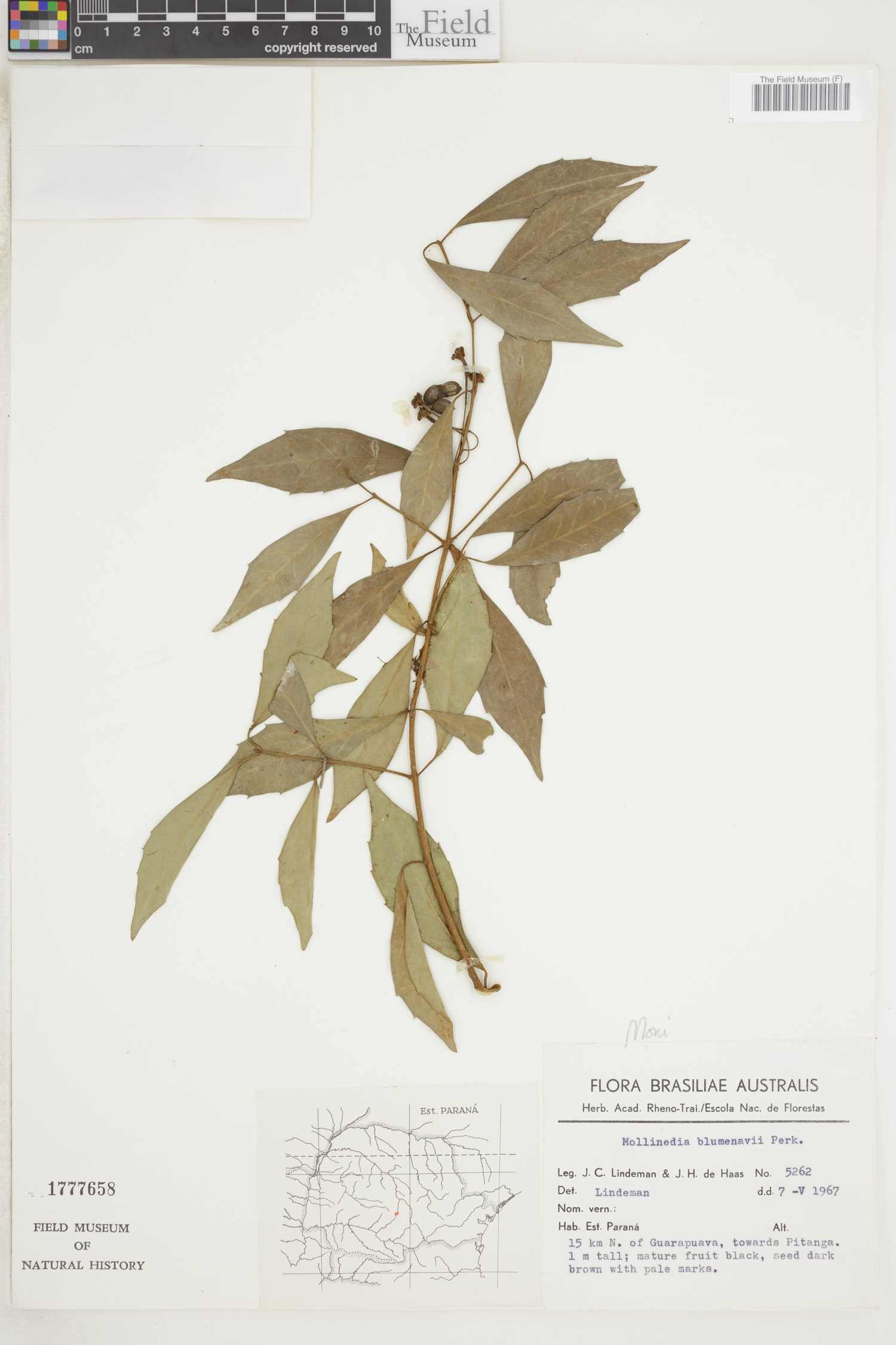 Mollinedia blumenaviana image