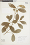 Mollinedia floribunda image