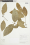 Mollinedia latifolia image