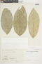 Mollinedia latifolia image