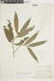 Mollinedia longifolia image