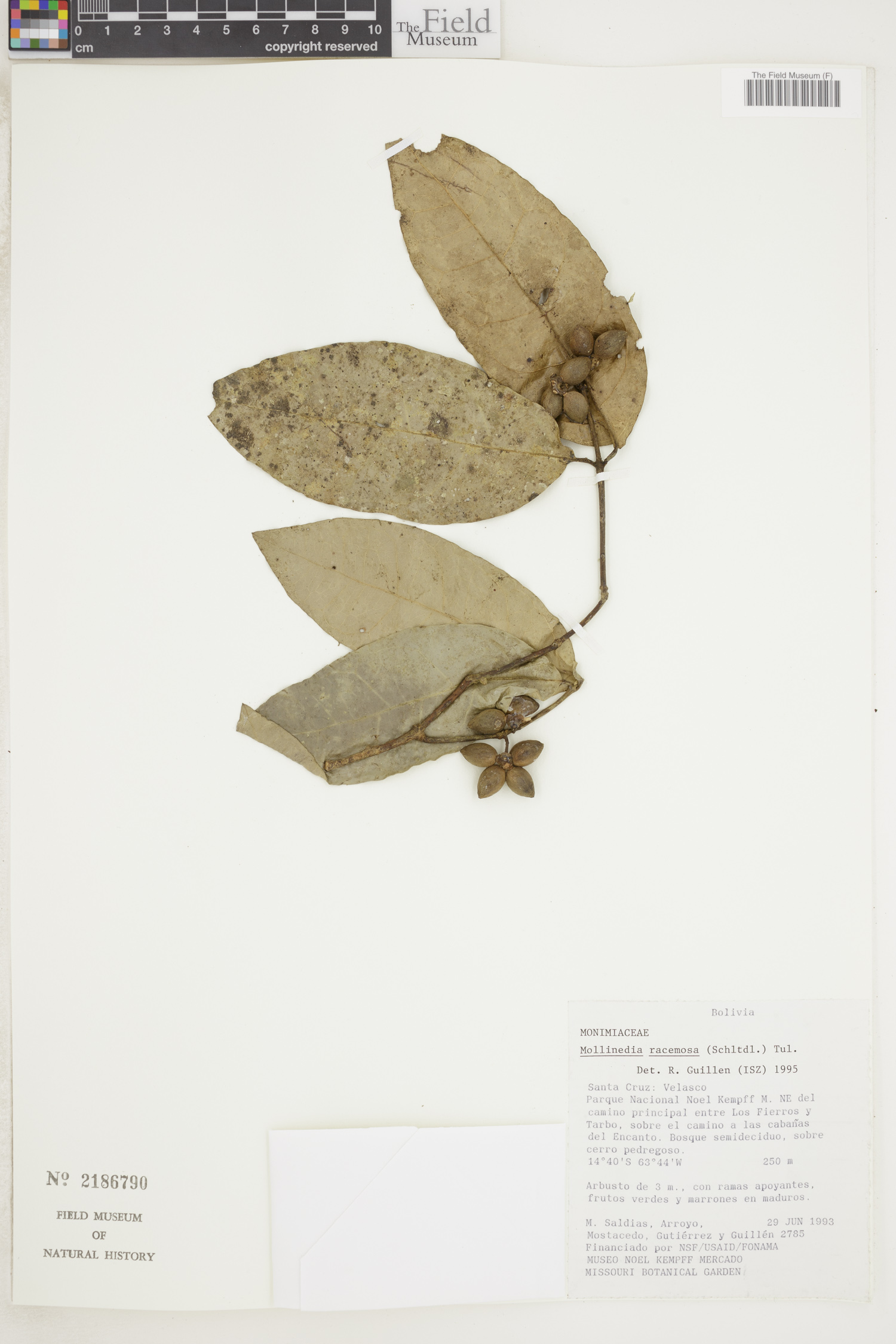 Mollinedia racemosa image