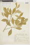 Mollinedia triflora image