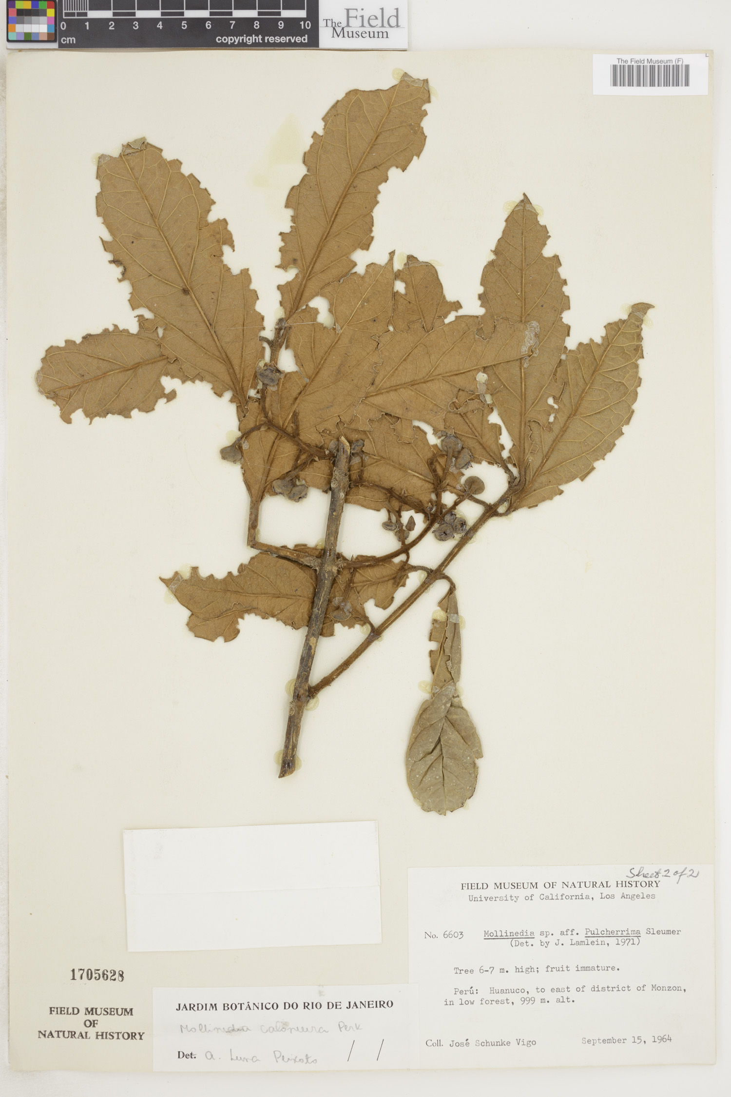 Mollinedia caloneura image