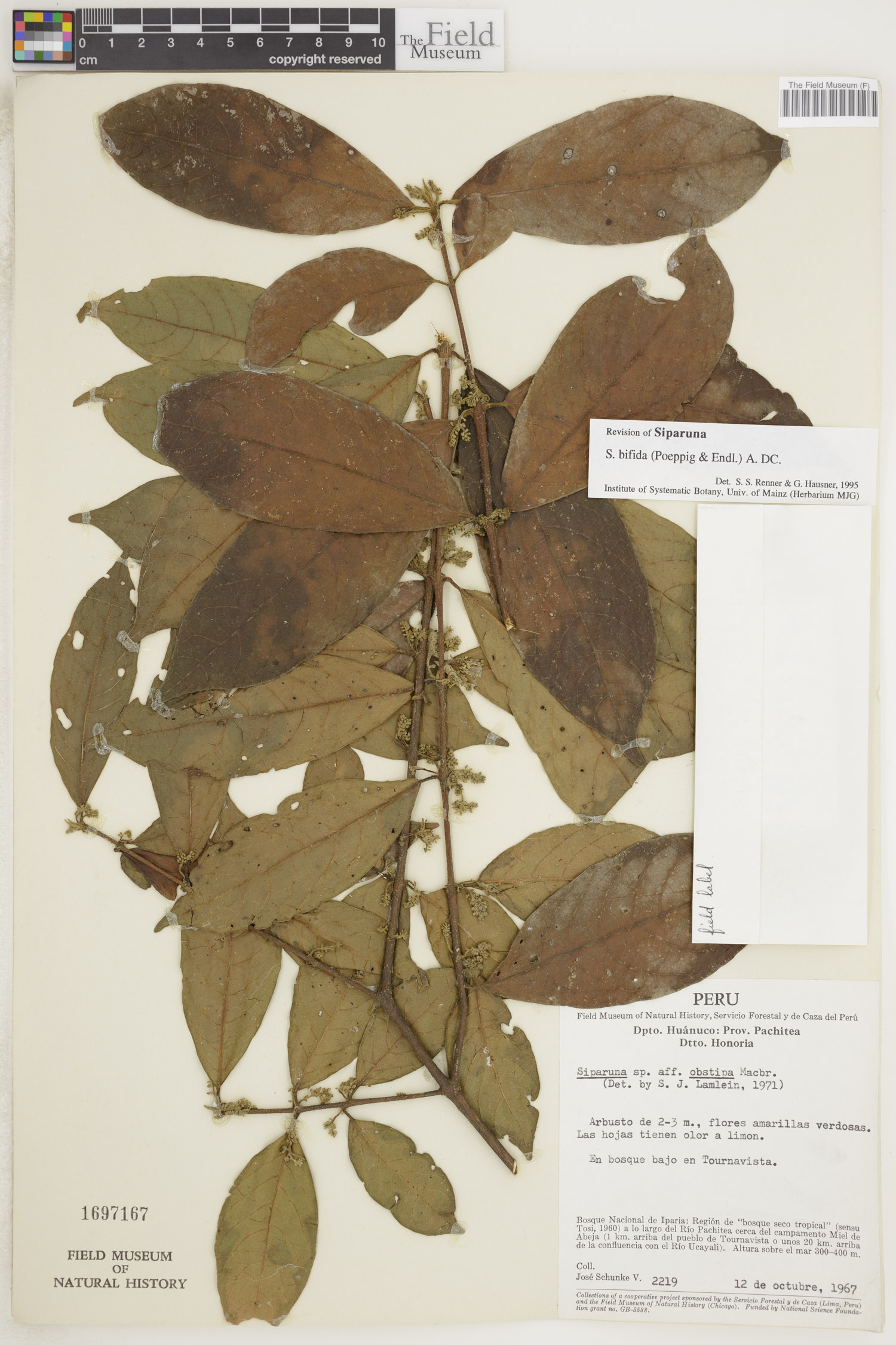 Siparuna bifida image