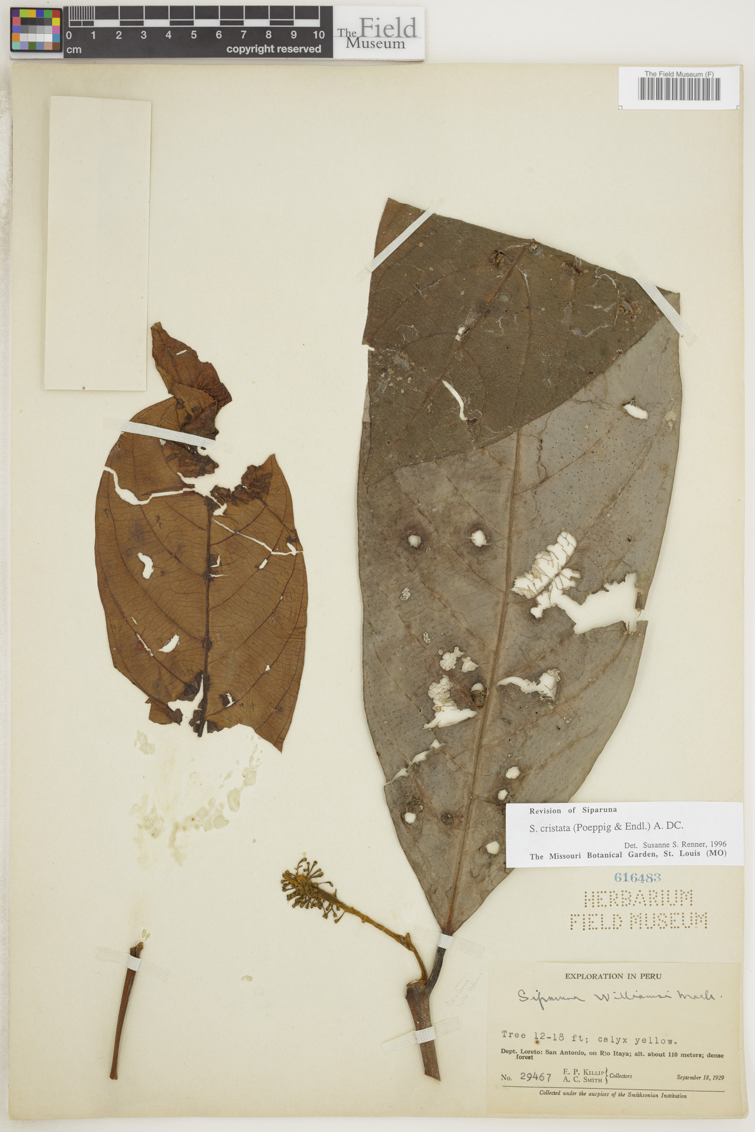 Siparuna cristata image