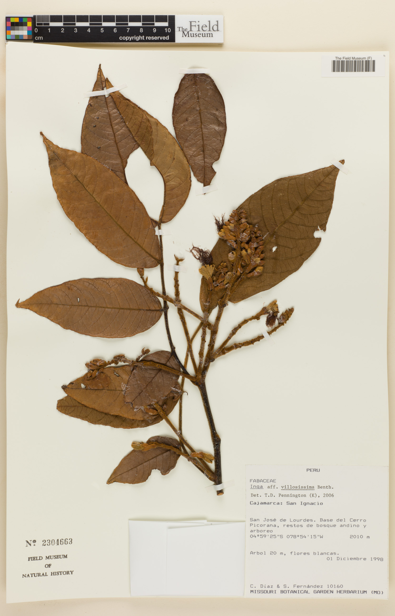 Inga villosissima image