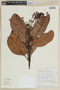 Persea pseudofasciculata image