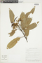 Persea pyrifolia image