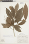 Pleurothyrium acuminatum image