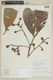 Pleurothyrium cuneifolium image