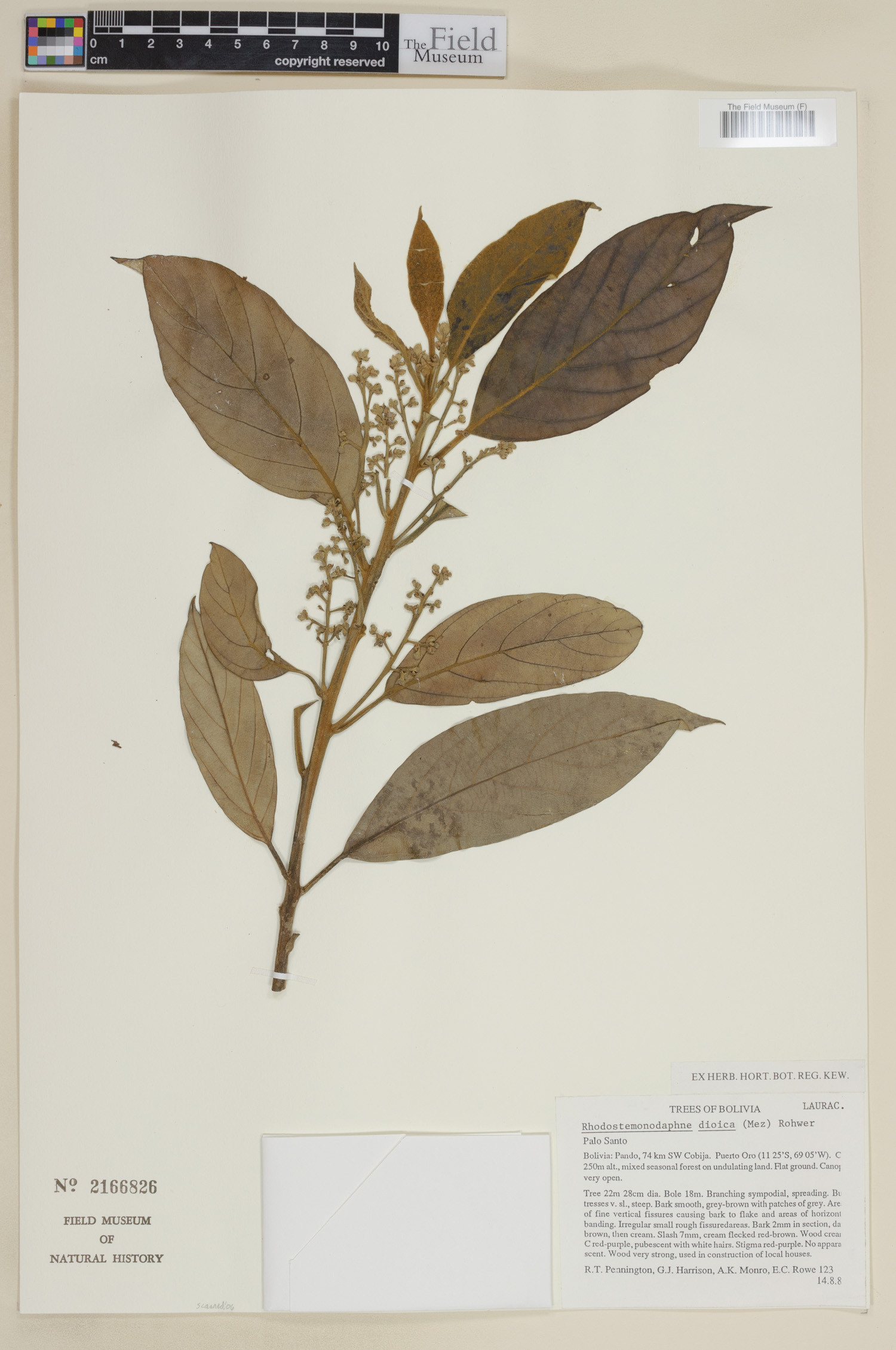 Rhodostemonodaphne dioica image
