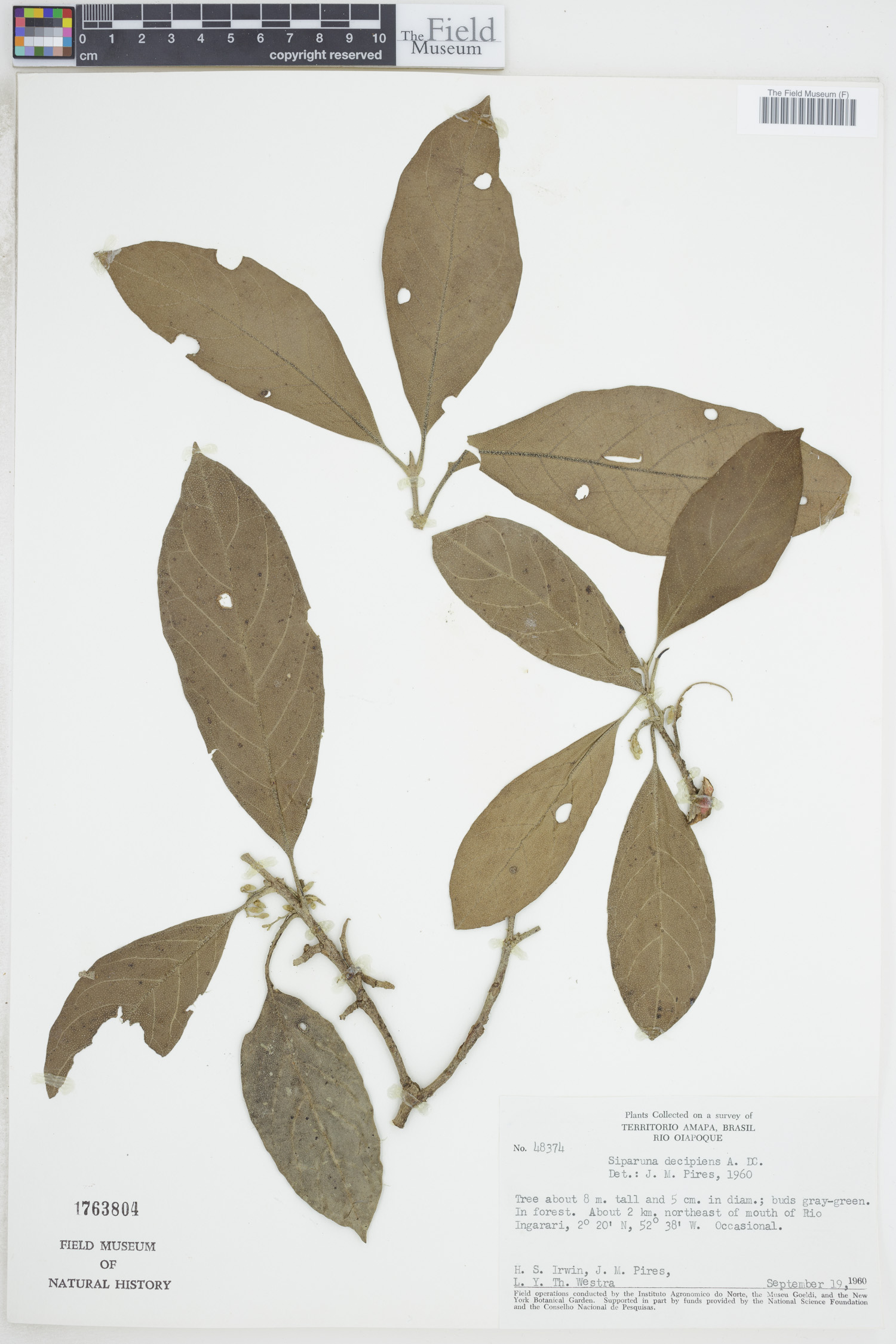 Siparuna decipiens image