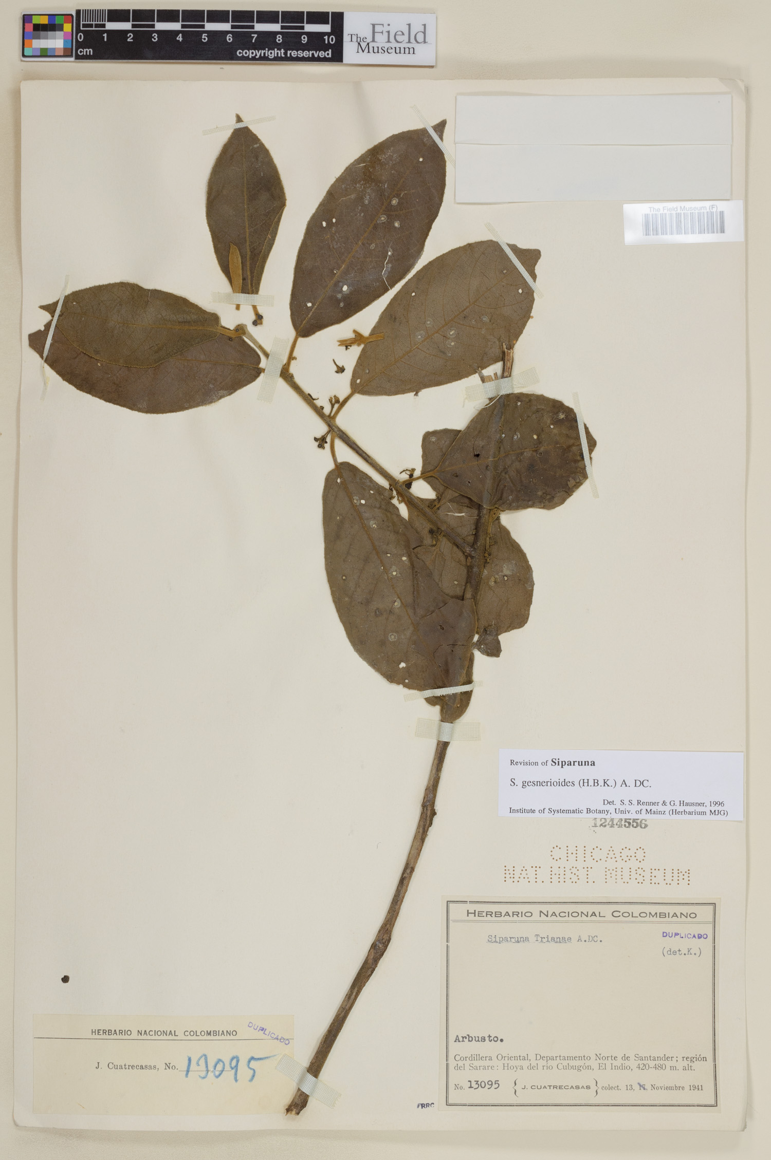 Siparuna gesnerioides image
