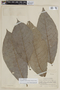 Siparuna grandiflora image