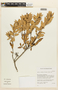 Agarista albiflora image
