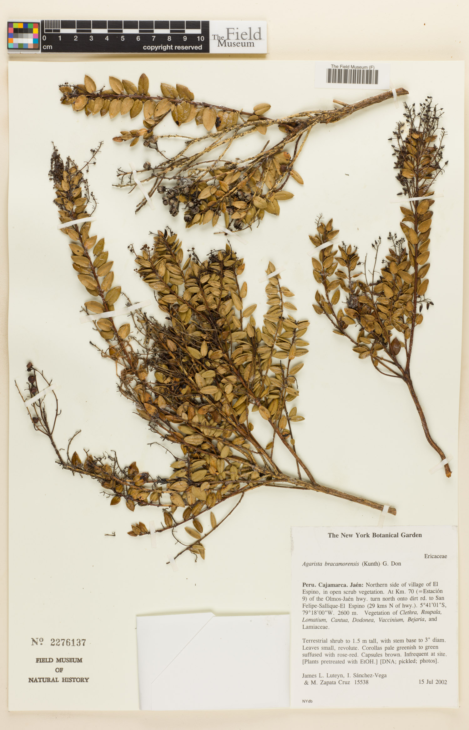 Agarista bracamorensis image