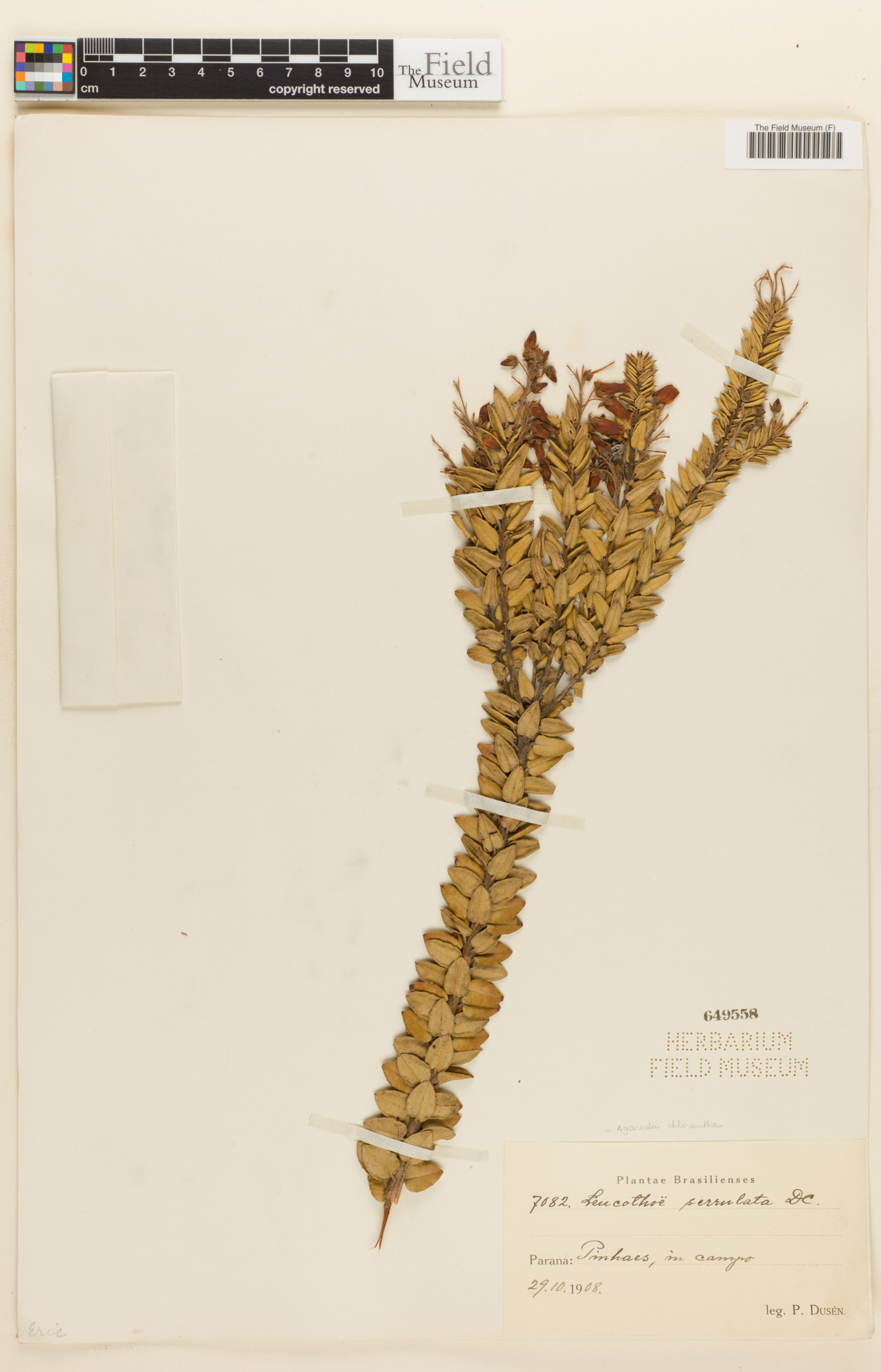 Agarista chlorantha image