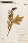 Agarista coriifolia var. bradei image