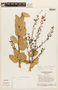 Agarista coriifolia image