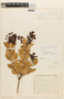 Agarista coriifolia var. coriifolia image
