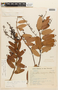 Agarista coriifolia var. coriifolia image