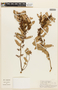 Agarista eucalyptoides image