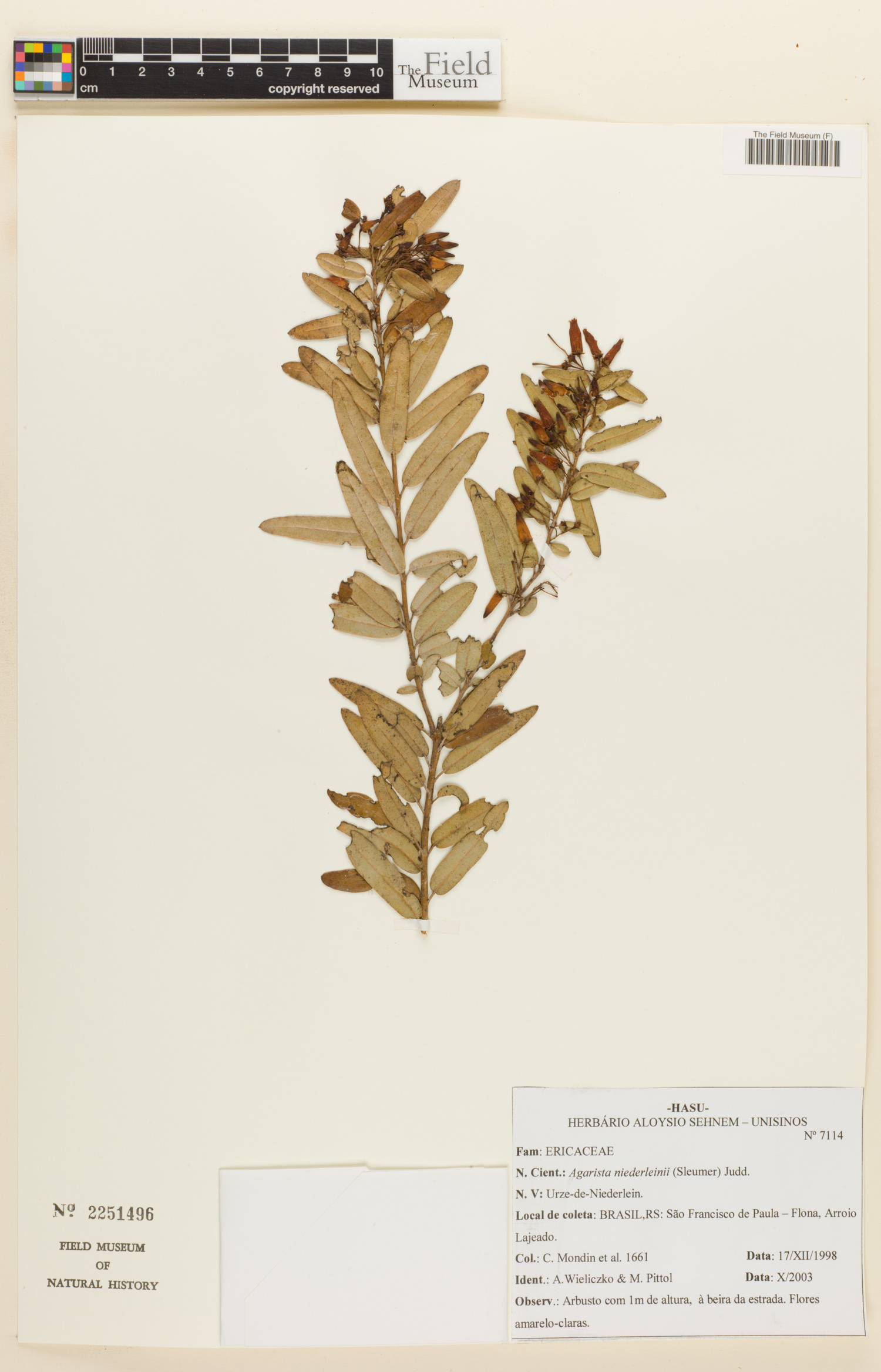 Agarista niederleinii image