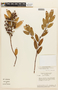 Agarista oleifolia var. glabra image