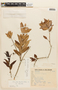 Agarista oleifolia var. oleifolia image