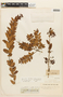 Agarista oleifolia image