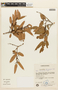 Agarista oleifolia var. oleifolia image