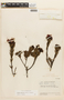 Bejaria ledifolia image