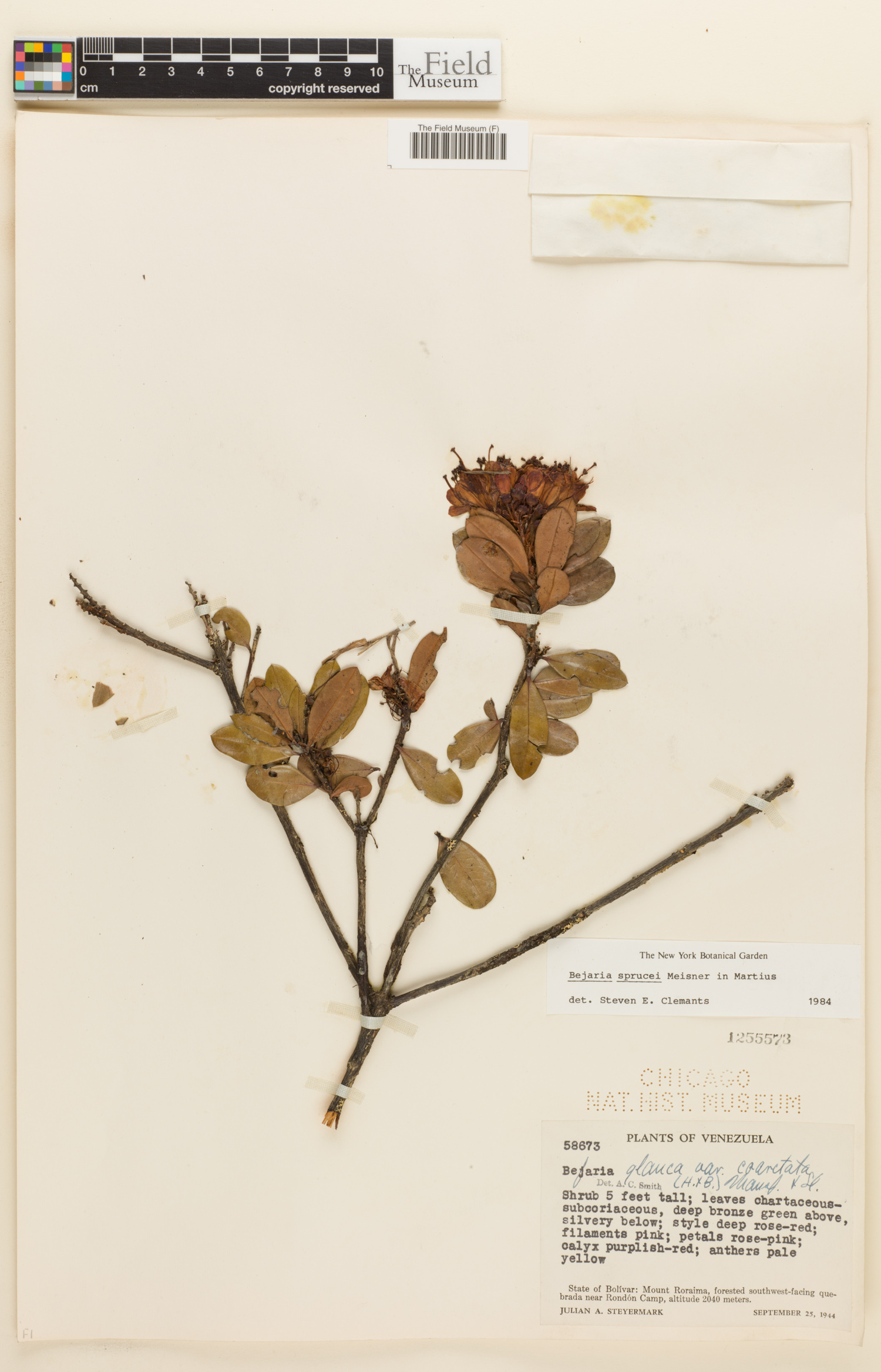 Bejaria sprucei image