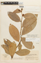 Cavendishia adenophora image