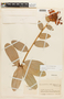 Cavendishia adenophora image