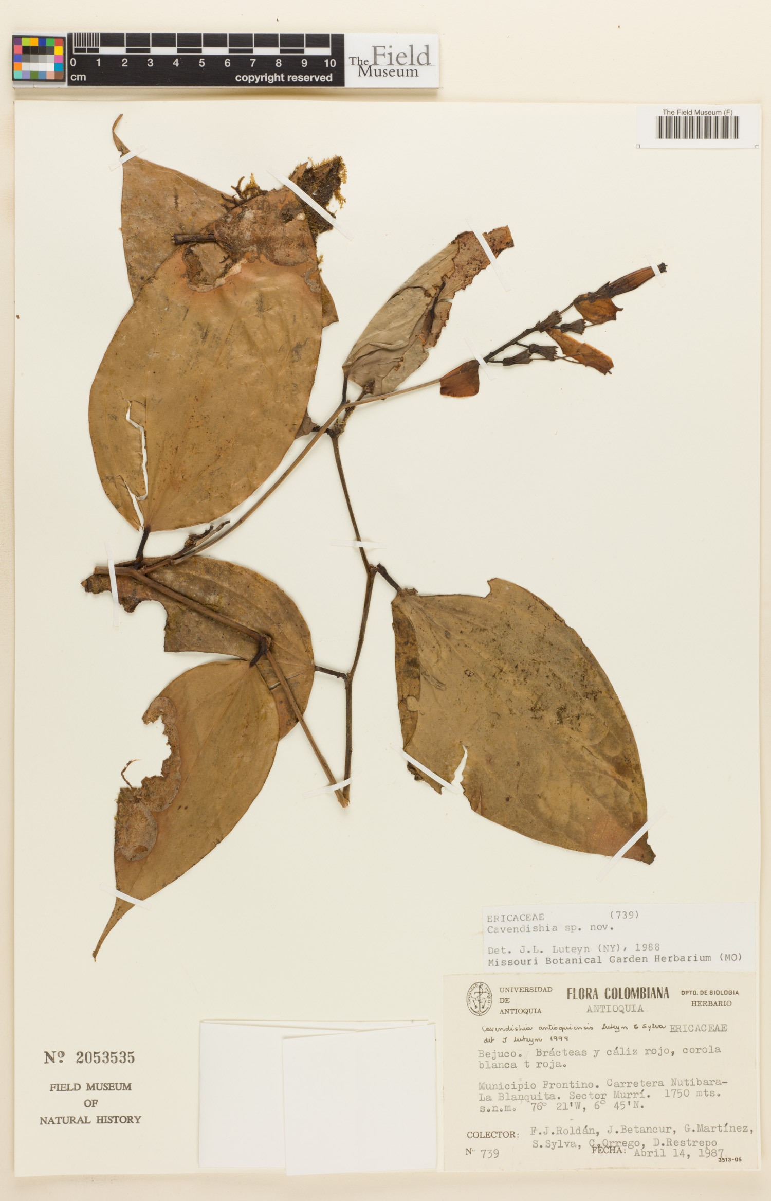 Cavendishia antioquiensis image