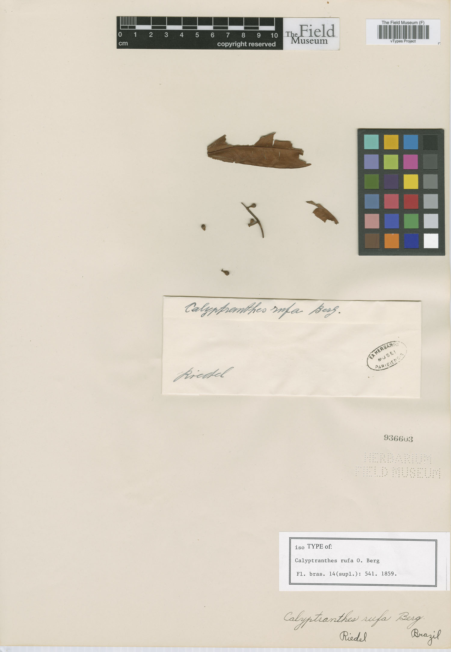Calyptranthes rufa image