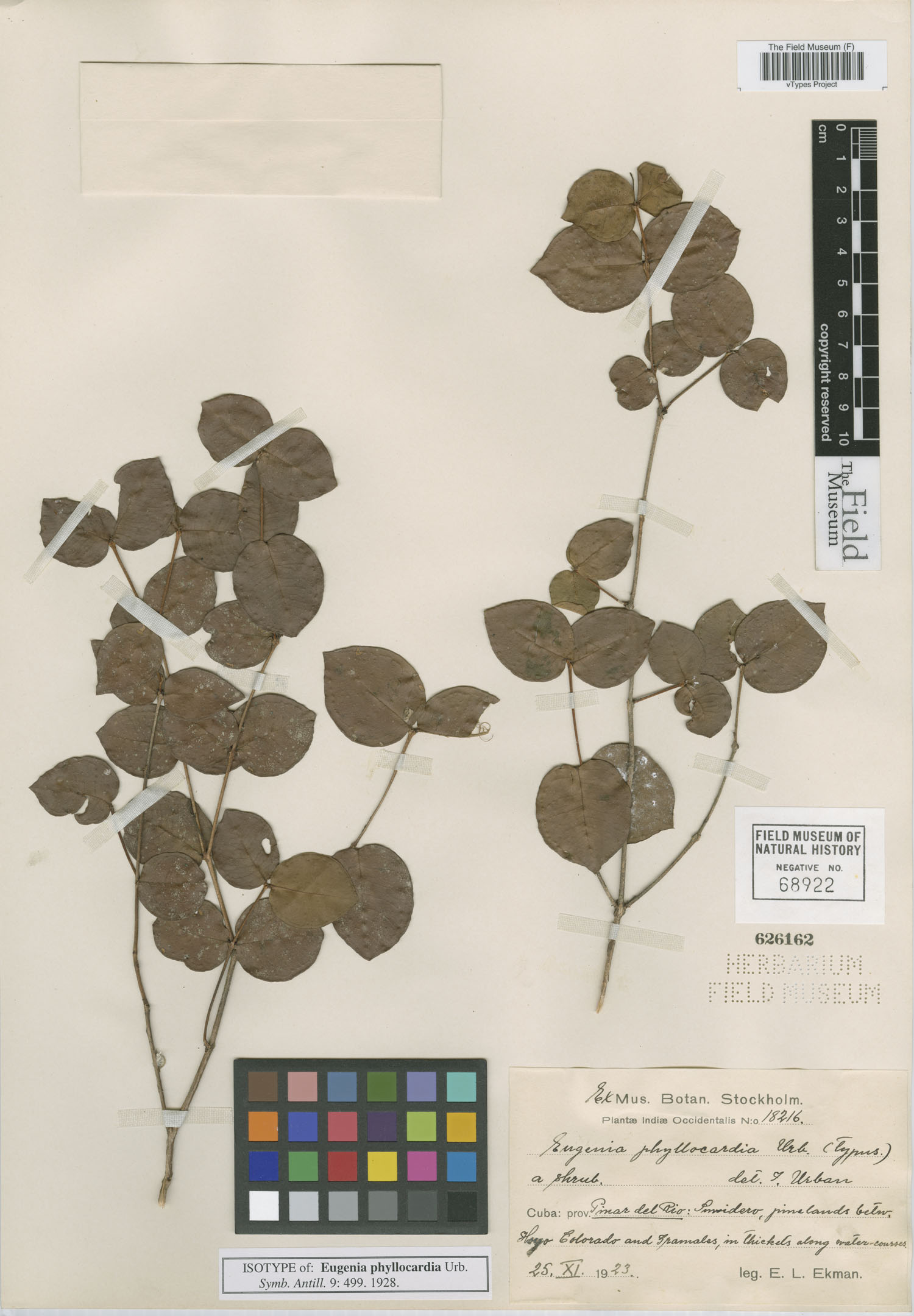 Eugenia phyllocardia image