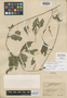 Acalypha schultesii image