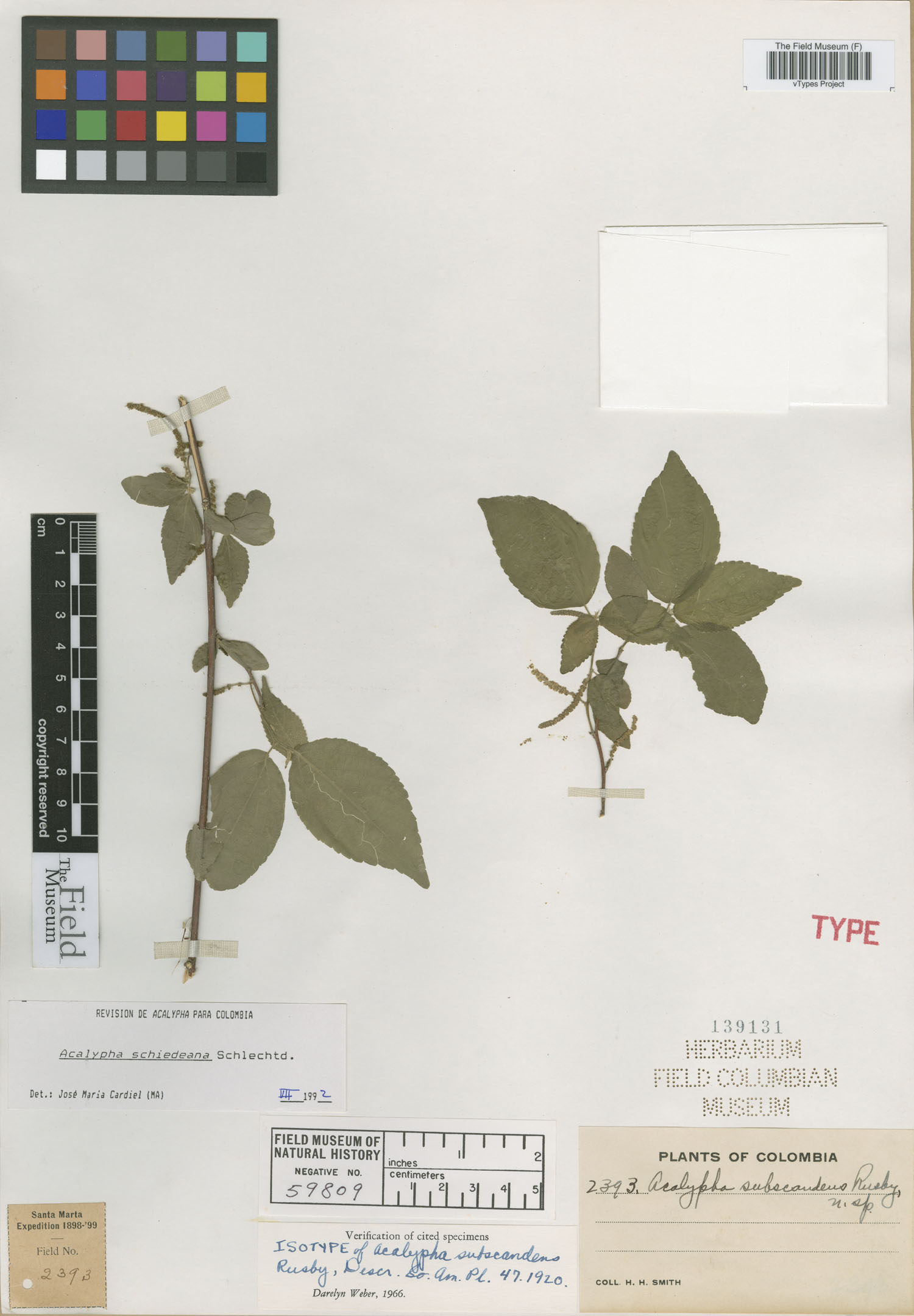 Acalypha subscandens image