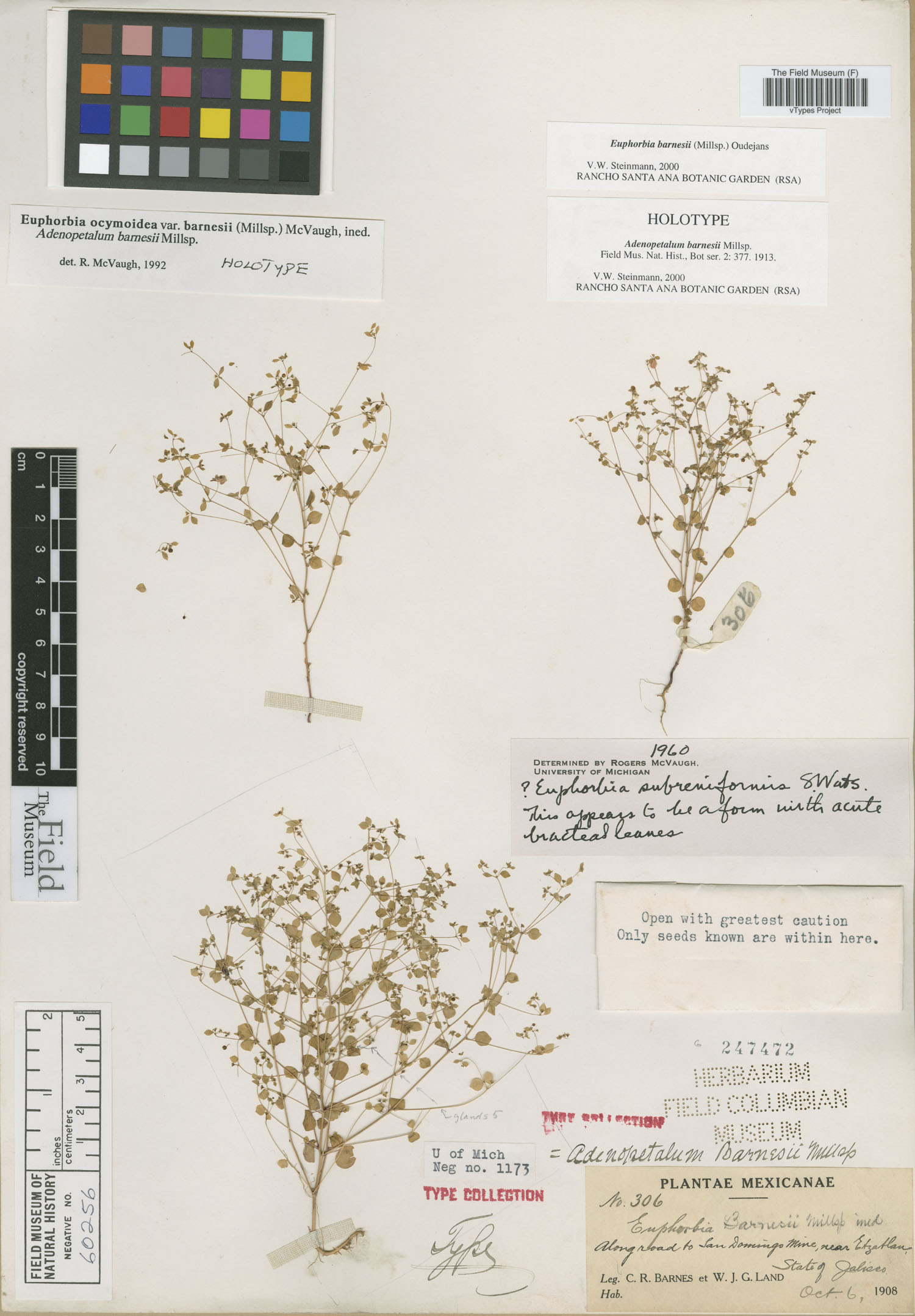 Euphorbia barnesii image