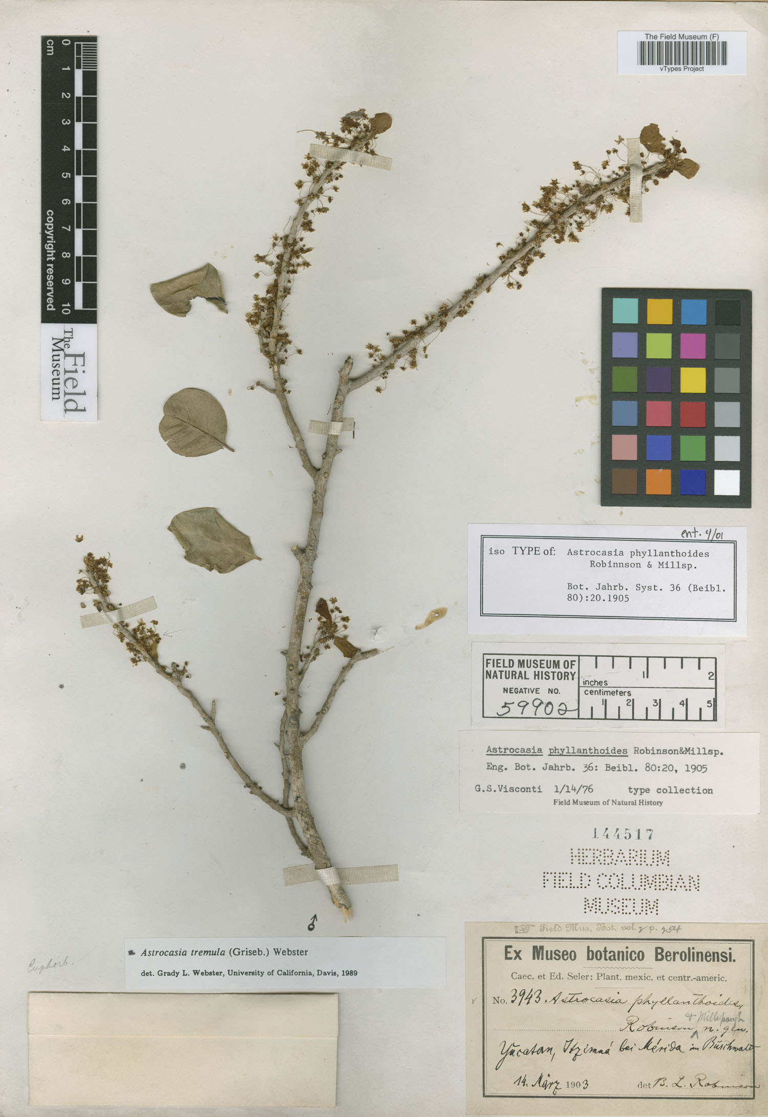 Astrocasia phyllanthoides image