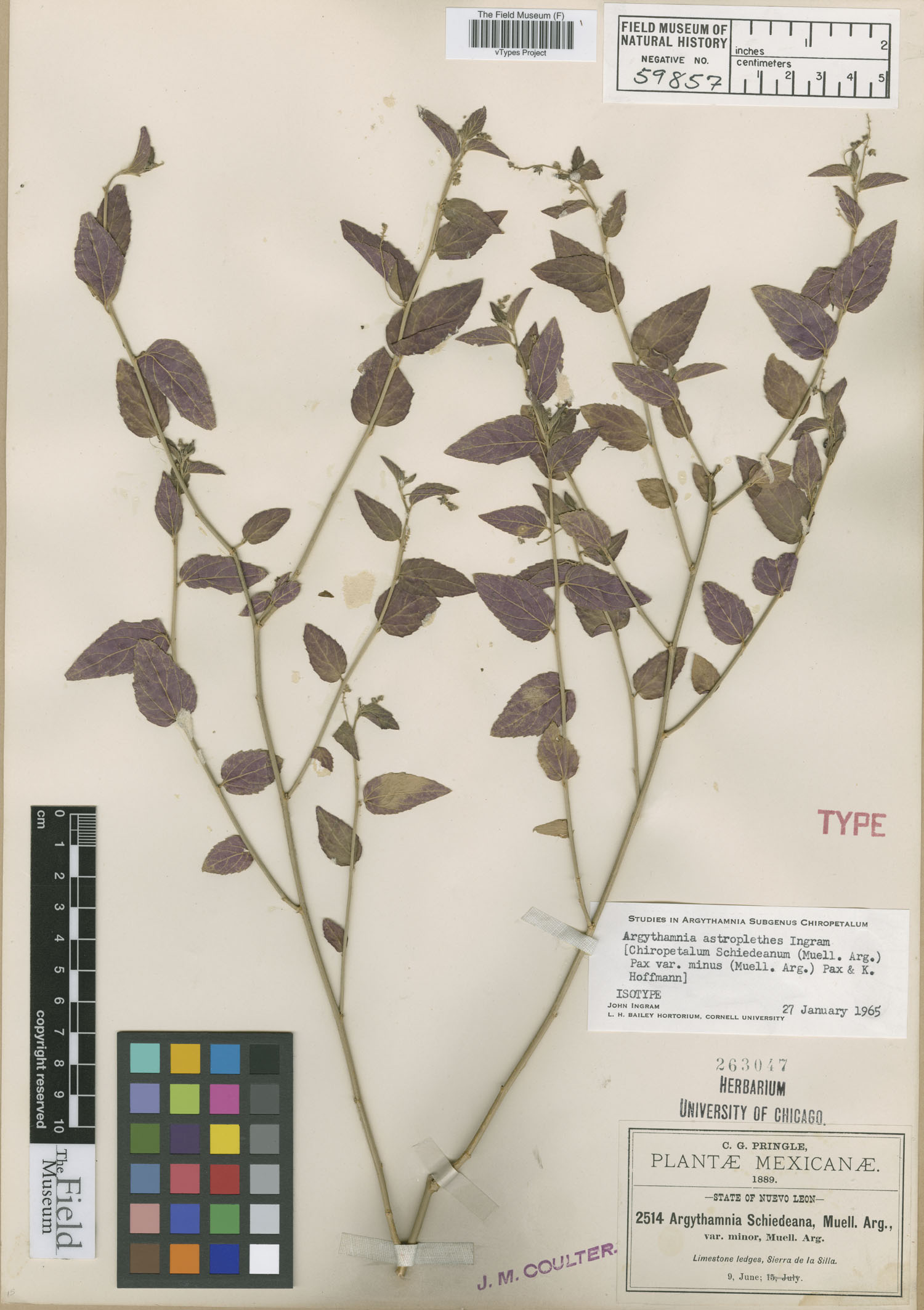 Argythamnia astroplethes image