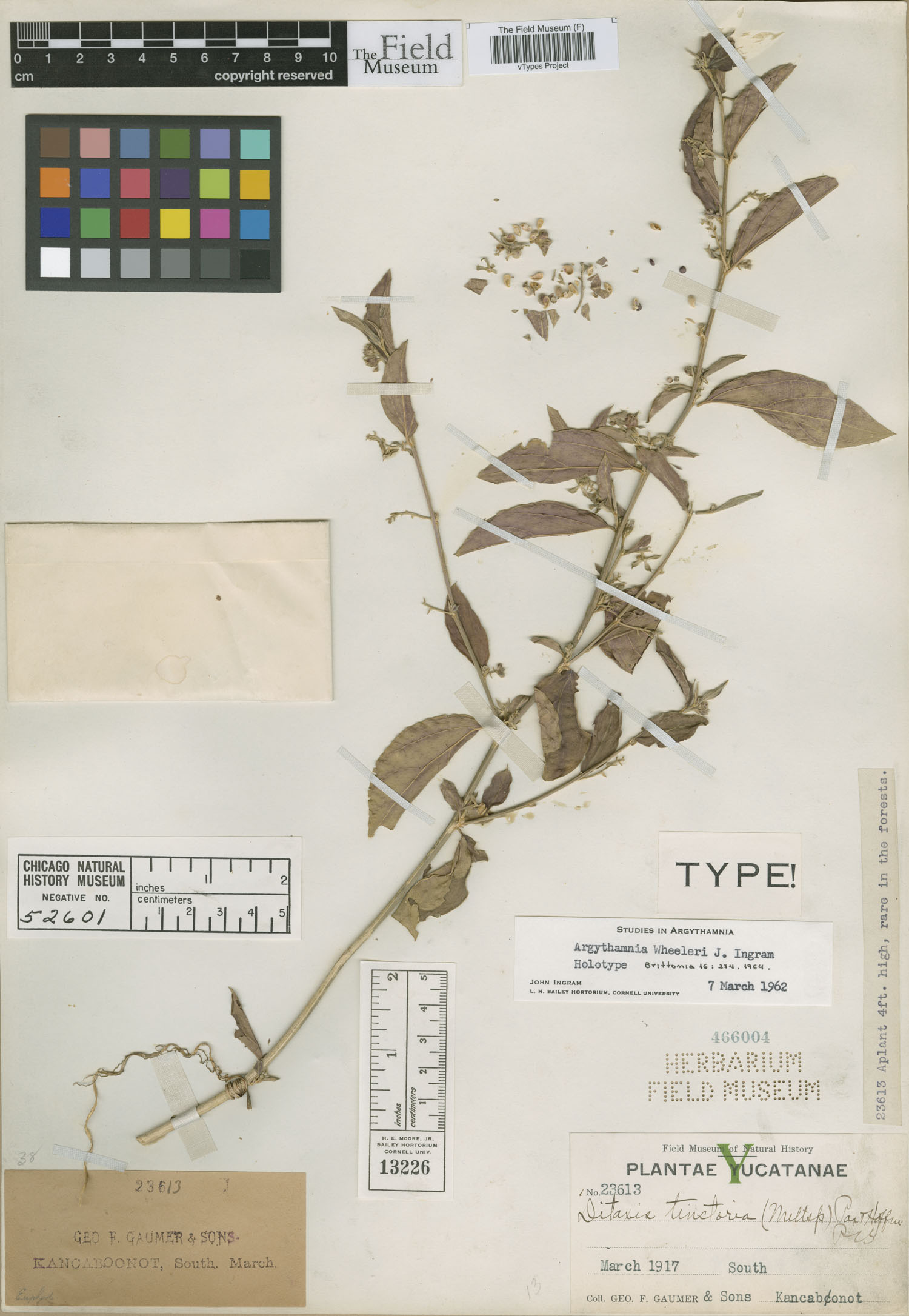 Argythamnia wheeleri image